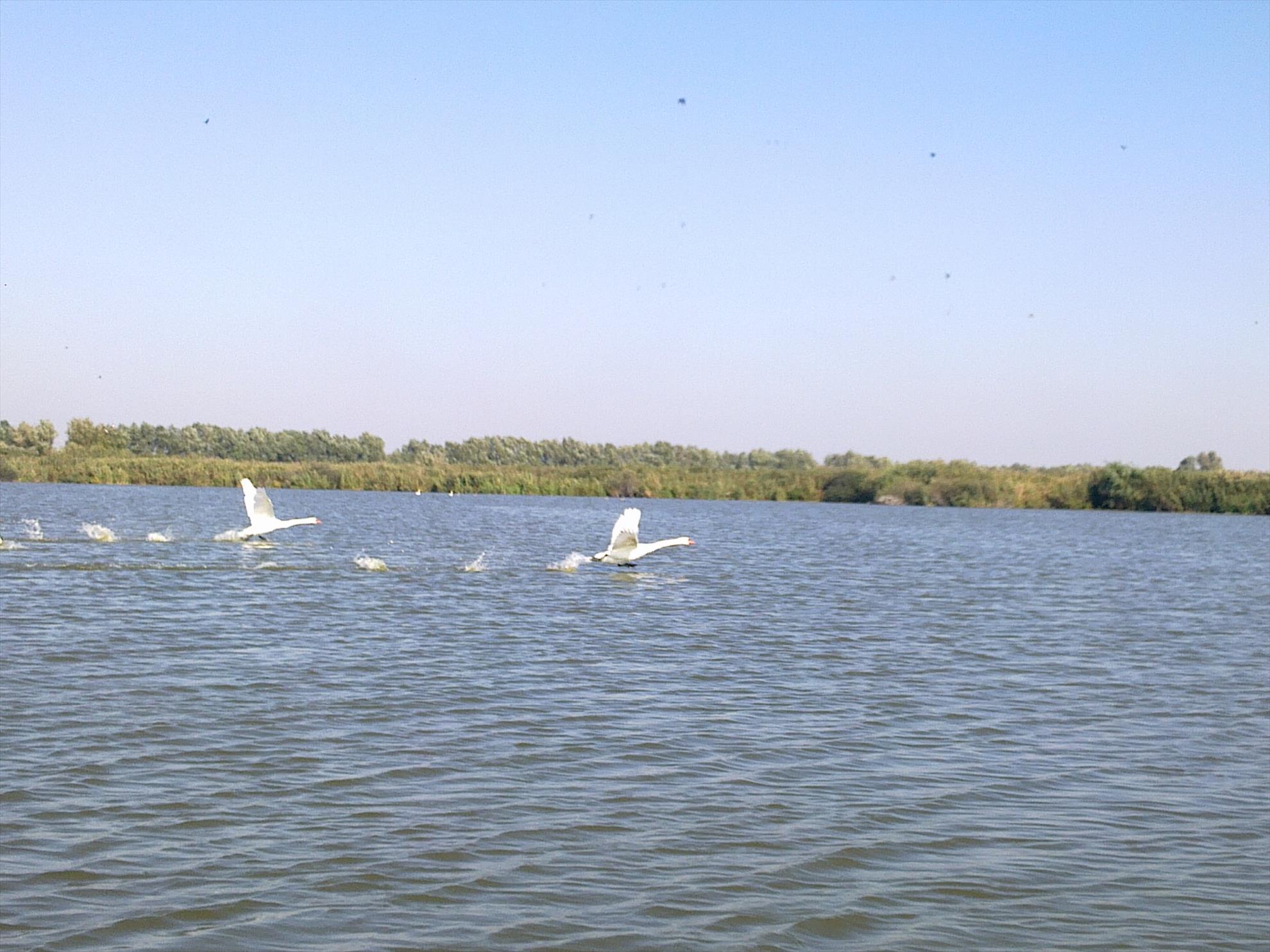 RAPITOR - 20102011533.jpg